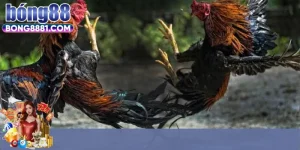 Các hình thức đá gà phổ biến sảnh đá gà BJ88