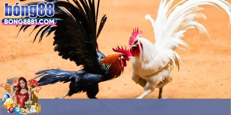 Ưu điểm hình thức phát trực tiếp đá gà Campuchia